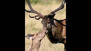 Red Deer During The Rutting Season
