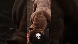 Pitbull dogs transformation ☠️☠️