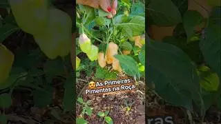 😍Colhendo Pimentas Amarelas na ro&ccedil;a! #ro&ccedil;a #pimenta #colhendo #horta #sitiodozero #pimentas