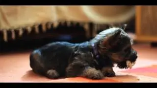 my little cairn puppy 10 weeks old crazy dude shot on canon 600d .50mm f1.8 lens .