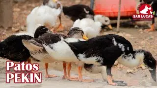 Cr&iacute;a de patos Pek&iacute;n | Caracter&iacute;sticas y beneficios | Granja San Lucas