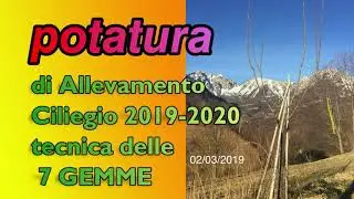 POTATURA dI Allevamento  Ciliegio tecnica delle 7 gemme