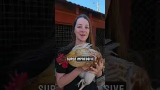 #1 Rooster Tip