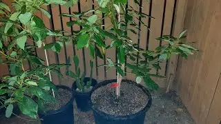 🥑🌿 STEWART AVOCADO TREE LIVE UP-POT FROM 15 - 25