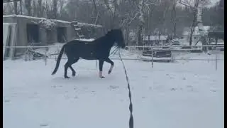 Даринга кобыла русская верховая
