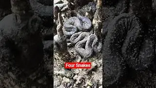 Four Snakes sleeping What kind of snakes this? venomous snakes #snakevideo