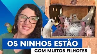 ABRINDO OS NINHOS COM MAIS FILHOTES DE CALOPSITAS NO MEU CRIATÓRIO - UDP
