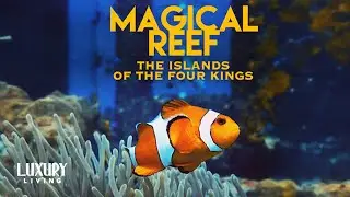 The Beauty of a Coral Reef | Magical Reef: The Islands of the Four Kings | Documentary