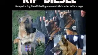 Gone, But Not Forgotten, R.I.P Diesel.