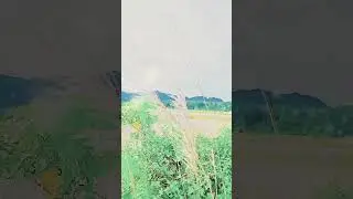 আকাশের লগ্ন তারা আমার মন মানে 🌟⭐#hugefish #subscribe #how #funny #fishlovers #religion #comedy