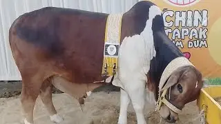 Cow walk in cattle farm 2025 Eid Mubarak
