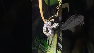 I found this beautiful Andean snail eater snake on last night's herping walk in the jungle