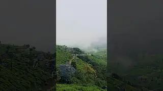 Munnar where misty hills, tea gardens, and clouds heal the soul gently#shorts #travel #trendingshort