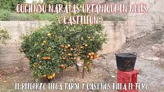 Cogiendo Naranjas Ortanique En La Monta&ntilde;a + Llega Tarde El Refuerzo + Casi 150 Cajas 3 Personas