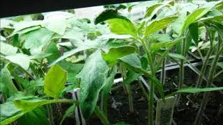 what do tomato seedlings look like, what to feed tomato seedlings