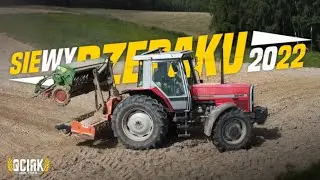 SIEW RZEPAKU NA PUSTYNI 2022 ✔ MASSEY FERGUSON 3645 & MASCHIO & HASSIA ✔ DYMIĆ MUSI ✔GR PIECZYKOLAN✔