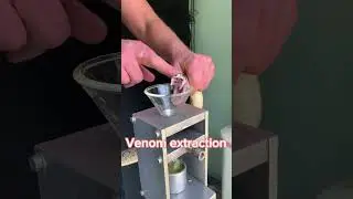 Russell&rsquo;s viper venom extractions today. #venomous #reptile #viper #daboia