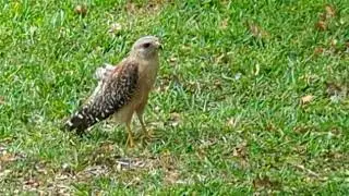 Apparently It's Mating Season for Red Shouldered Hawks, But Notice Feather Sticking Out of Back!