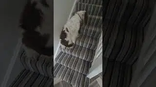 Impulse Control !!! Food on the stairs can she go up and down without eating it ?????
