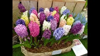 Amazing and Most Beautiful Hyacinthus Flowers | Hyacinths