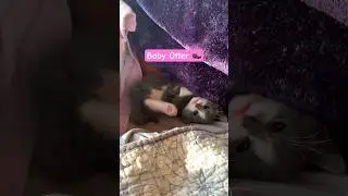 The Baby #babykitty #kitty #kittycat #kittenvideo #kittenshorts #snuggling #cats #babygirl #kitten