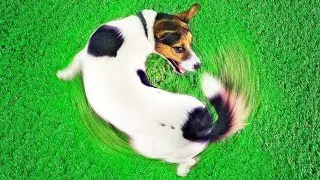 Por Qué Tu Perro Hace Eso: 10 Comportamientos Caninos Explicados