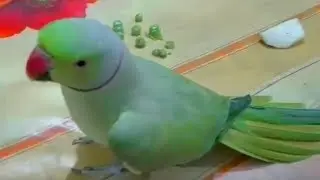 Ringneck Parrot Speaking In My Room With Me