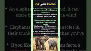 Elephant Facts You&rsquo;ll Never Forget! 🐘 #facts #animal #animalfacts #didyouknow #animalknowledge