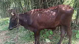 THIDAMBU NRITHAM PUTHUMANA പശുഅഭിമാനം