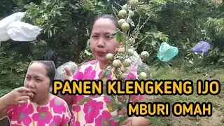 IJEH DI NGENGEI KARO CODOT GUYS || IJEH PANEN MASIO SITEK
