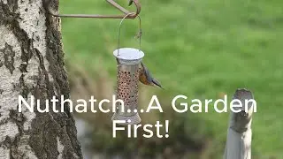 Wildlife Garden Surprise &ndash; Nuthatch Sighting! #britishbirds
