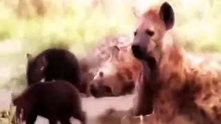 National Geographic Queens Hyena VS Lion NatGeo Wild
