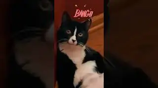 Drama tuxedo cat and blacky #catlover #villagecat #kucinglucu