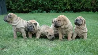 Feeding Your Chinese Shar-Pei: Learn the Ideal Diet and Feeding Schedule