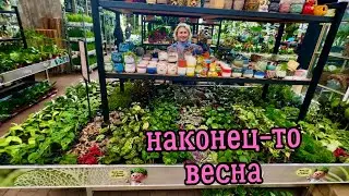 ВЕСНА В САДОВОМ ЦЕНТРЕ 