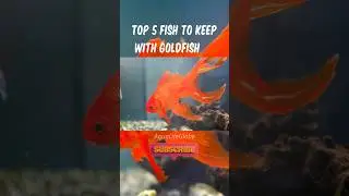 Top 5 fish to keep with goldfish 🐠 #goldfish #shorts