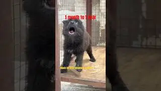 Black German shepherd puppies. #blackgermanshepherd #germanshepherd #gsdindian