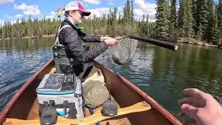 Alaska grayling on the fly (Part 2 of 2)