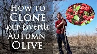 Permaculture Skills: Clone Your Favorite Autumn Olive