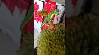 dragon 🐲 top in the durian  fruit