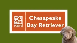 Chesapeake Bay Retriever Fun Facts