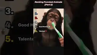 Ranking Funniest Animals (Part 2)