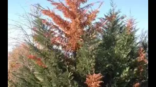 Stem Canker in Leyland Cypress