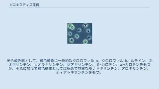ピコキスティス藻綱