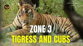 Zone 3 Tigress Riddhi with Cubs | Ranthambore Safari 2025-2026 | Tiger Sighting Next to Our Jeep 4k