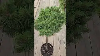 Сосна горная Мопс на штамбе (Mops Pa)