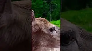 ASMR Wild Deer Eating Carrots from my hand #shorts #trending #deer #nature #wildlife #asmr #new