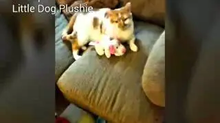 R.I.P George Wade  - Orange Tabby