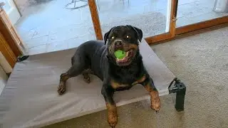 Worn Out Puppies & Thunder Wanted His Desokrin(Treat Like)