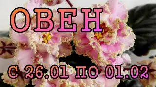 ОВЕН таро прогноз на неделю с 26 ЯНВАРЯ по 1 ФЕВРАЛЯ 2026 года